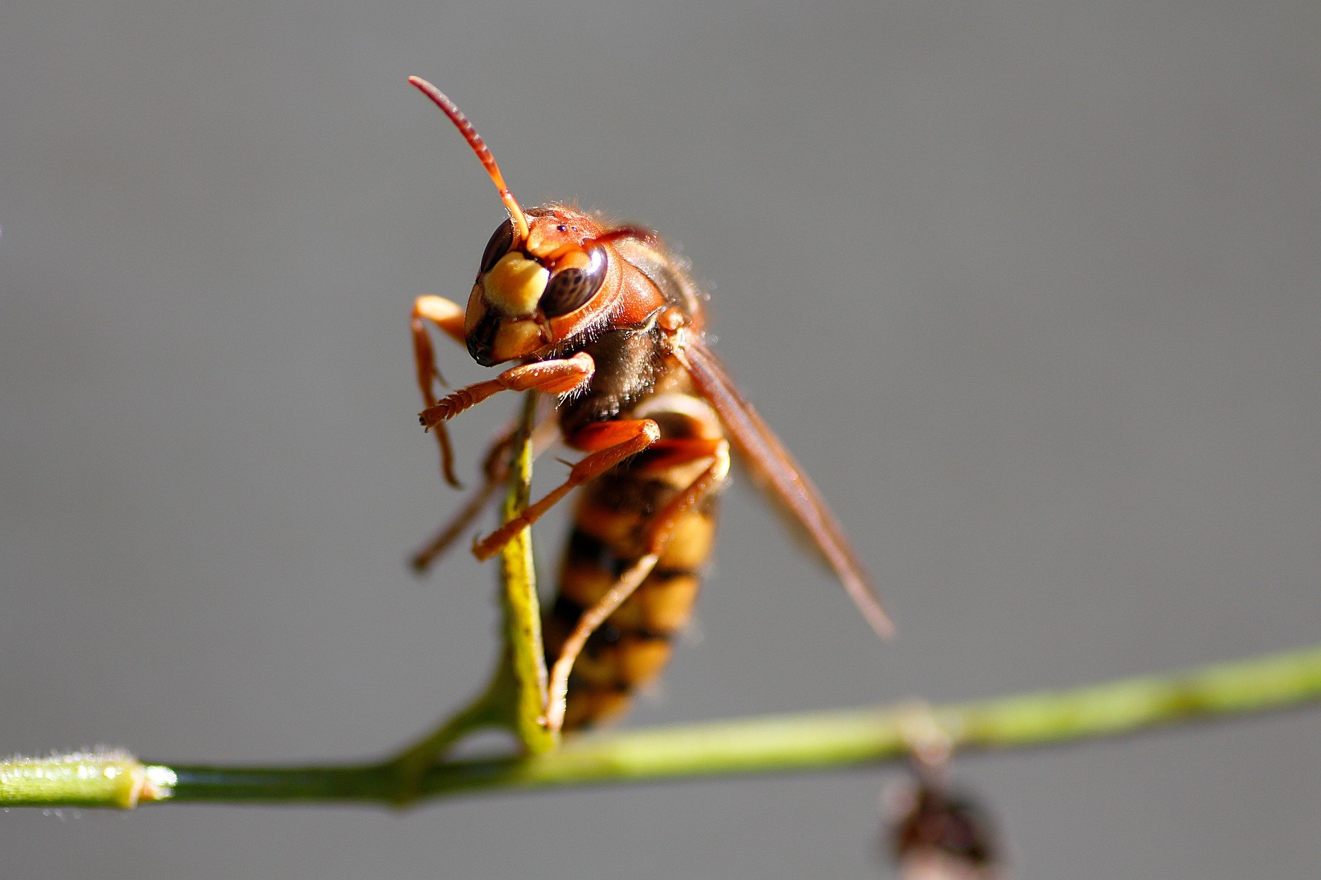 三鷹ヒロクリニックの医療情報