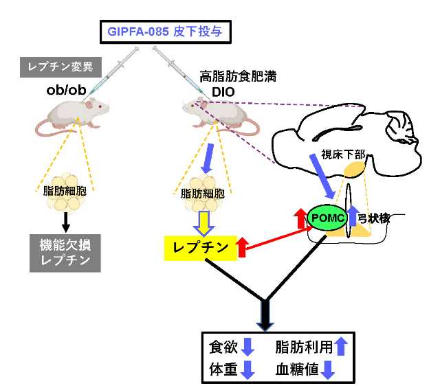 三鷹ヒロクリニックの医療ダイエット