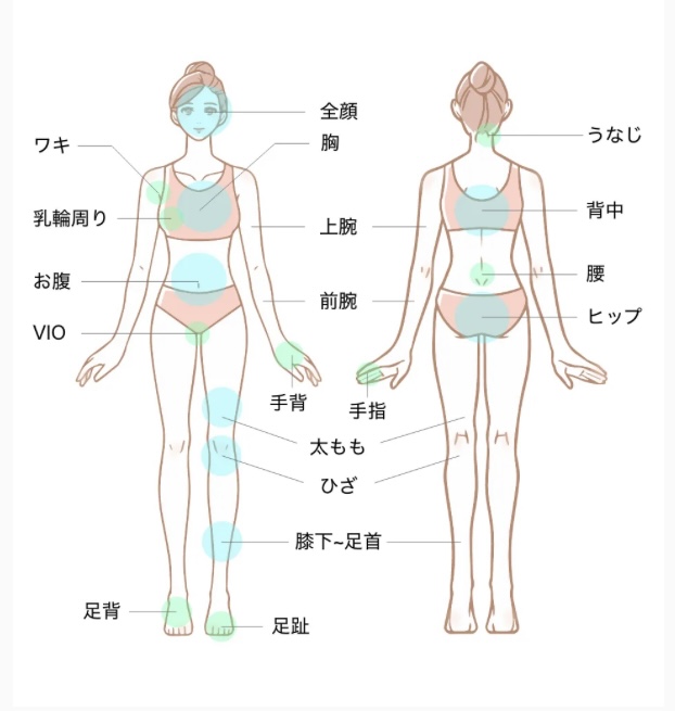 医療脱毛 施術範囲（女性・フルコース）：全顔・胸・上腕・前腕・手背・手指・ワキ・乳輪周り・お腹・VIO・太もも・ひざ・膝下〜足首・足背・足趾・うなじ・背中・腰・ヒップ