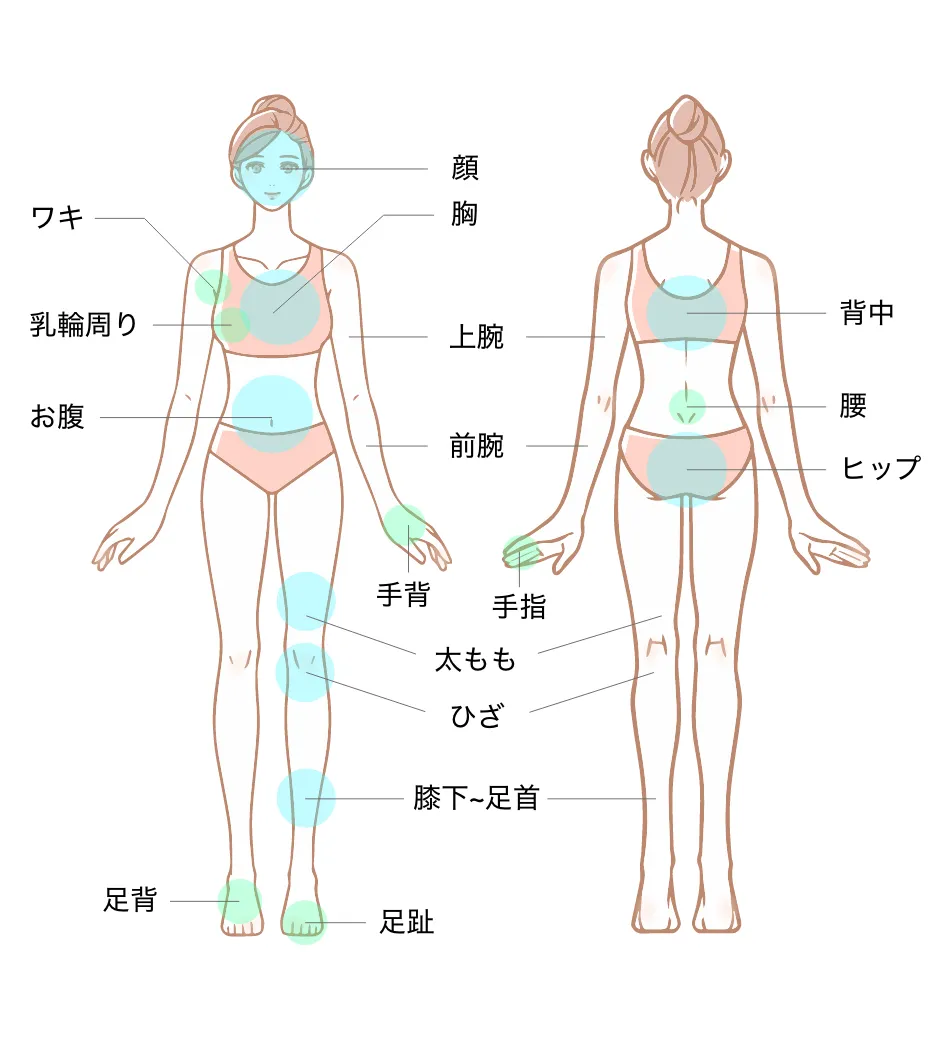 医療脱毛 施術範囲（女性・全身＋全顔）：全顔・胸・上腕・前腕・手背・手指・ワキ・乳輪周り・お腹・太もも・ひざ・膝下〜足首・足背・足趾・うなじ・背中・腰・ヒップ