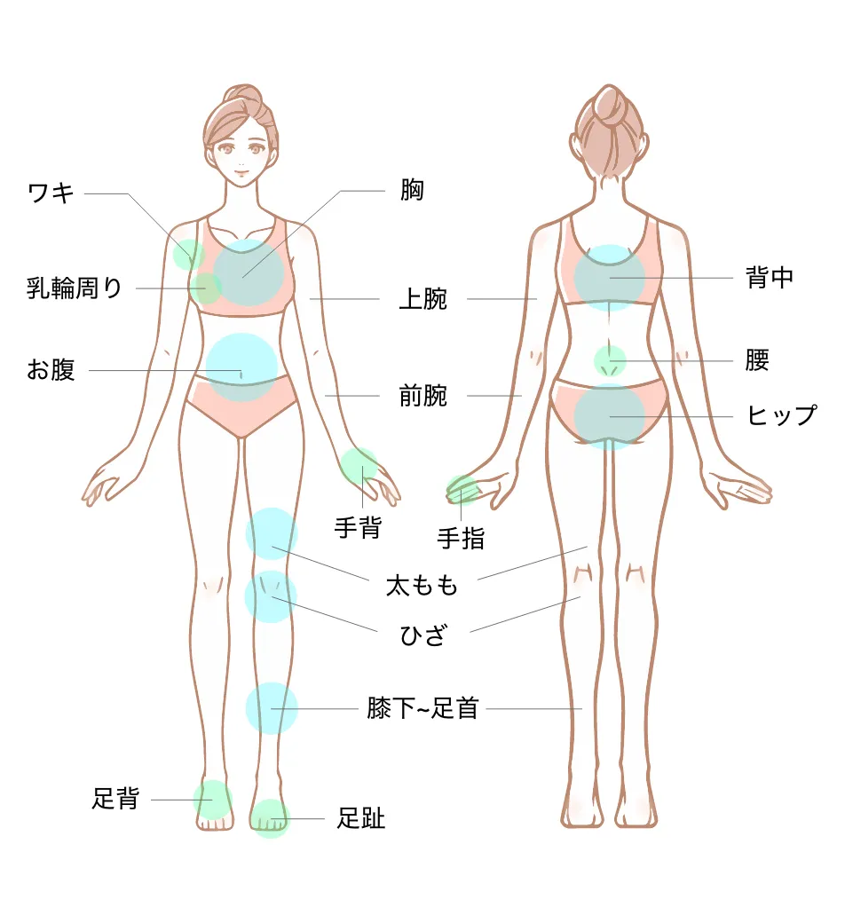 医療脱毛 施術範囲（女性・全身のみ）：胸・上腕・前腕・手背・手指・ワキ・乳輪周り・お腹・太もも・ひざ・膝下〜足首・足背・足趾・うなじ・背中・腰・ヒップ