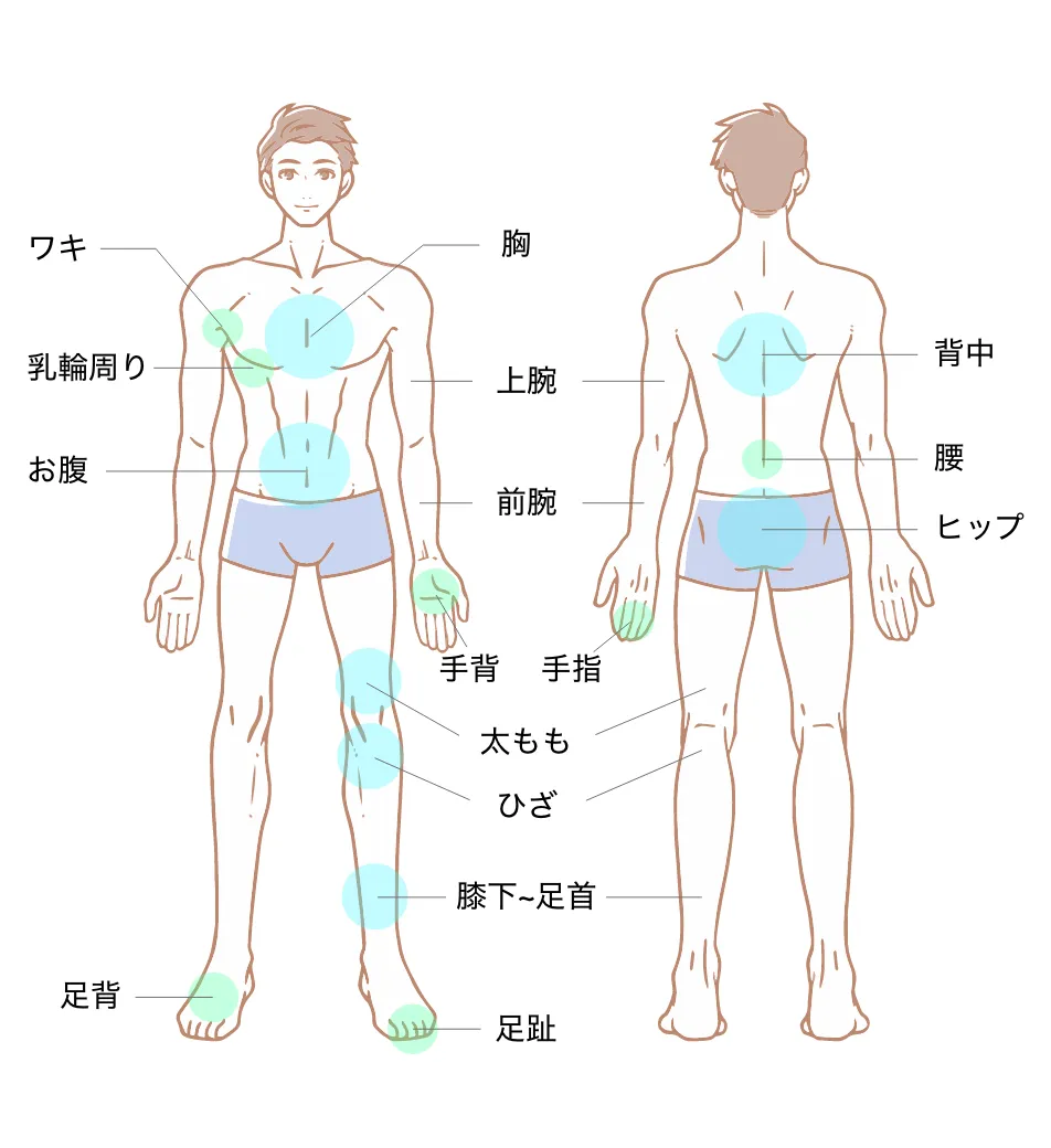 医療脱毛 施術範囲（男性・全身のみ）：胸・上腕・前腕・手背・手指・ワキ・乳輪周り・お腹・太もも・ひざ・膝下〜足首・足背・足趾・背中・腰・ヒップ